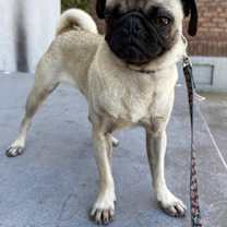 Thumbnail photo of Bela #1