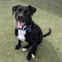 adopt-pet