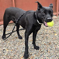 adopt-pet