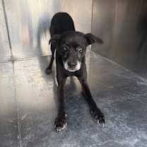 adopt-pet