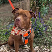 Thumbnail photo of Copper #1