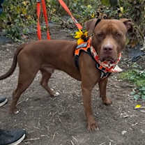 Thumbnail photo of Copper #2