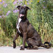 adopt-pet