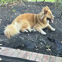 Thumbnail photo of Zoey #3