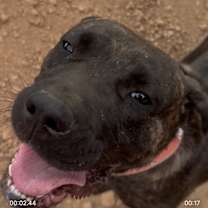 adopt-pet