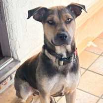 Thumbnail photo of Buddy - Courtesy Post #1