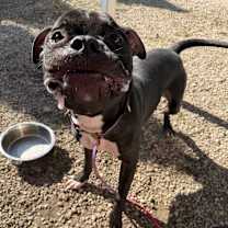 Thumbnail photo of Gaston #2