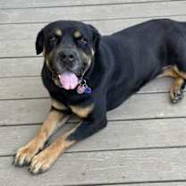 Thumbnail photo of Dahlia #1