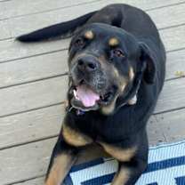 Thumbnail photo of Dahlia #2