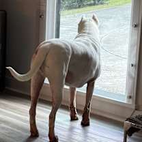 Thumbnail photo of Diesel #4