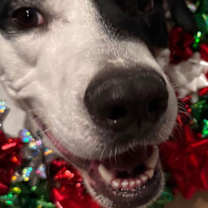 Thumbnail photo of Stewart #2