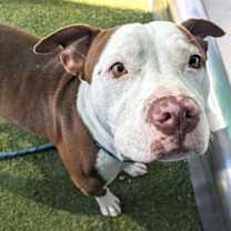 adopt-pet