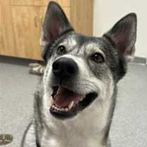 adopt-pet
