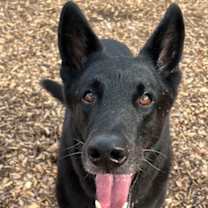 adopt-pet