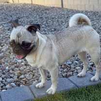 adopt-pet