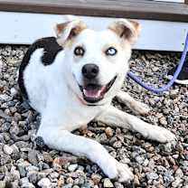 adopt-pet