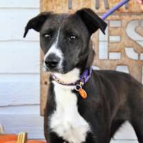 adopt-pet