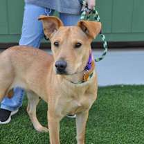 adopt-pet