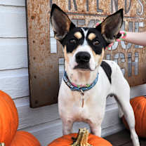 adopt-pet