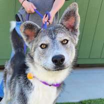 adopt-pet
