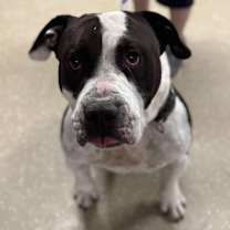 Thumbnail photo of Bubble Blower #2