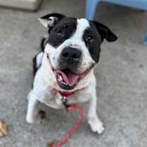 Thumbnail photo of Bubble Blower #4