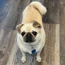 adopt-pet