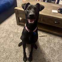 adopt-pet