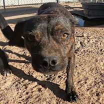adopt-pet