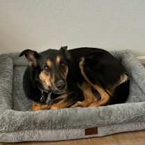 Thumbnail photo of Teddy Courtesy Listing #3