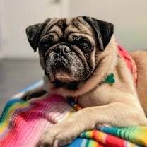 adopt-pet