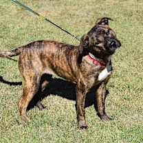 Thumbnail photo of Drew #1