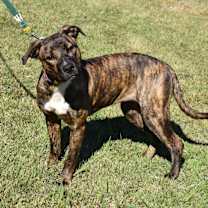 Thumbnail photo of Drew #3