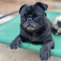 adopt-pet