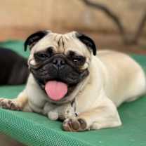 adopt-pet