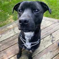 adopt-pet