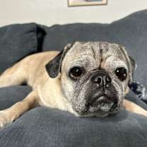 adopt-pet