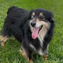 Thumbnail photo of Bella  #1