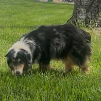 Thumbnail photo of Gypsy #2