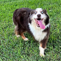 Thumbnail photo of Raven (AWAITING TRANSFER) #2