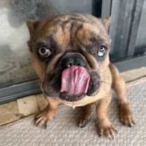 adopt-pet