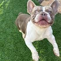adopt-pet