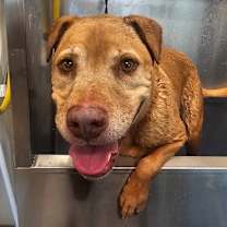 Thumbnail photo of Dolce #2