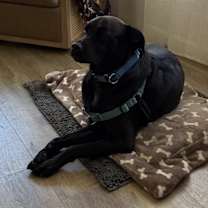 Thumbnail photo of Goose #3