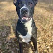 Thumbnail photo of Chance #1