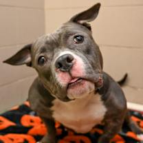 Thumbnail photo of Lottie #2