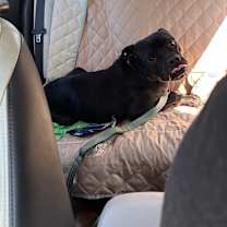 Thumbnail photo of Onyx #4