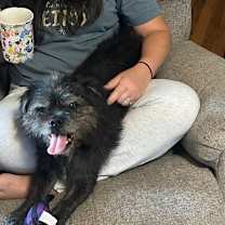 Thumbnail photo of Merlin  #3