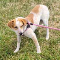 Thumbnail photo of Sadie #3