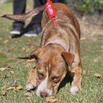 Thumbnail photo of Lou #4